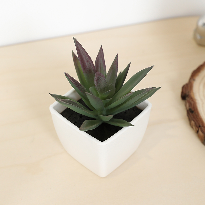 Mini copo de fada suculenta ar - Plant Desk Mini avaliação e preço